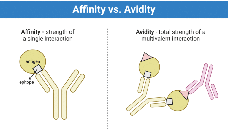 Antibody Affinity Avidity Single Vs Multivalent Interaction