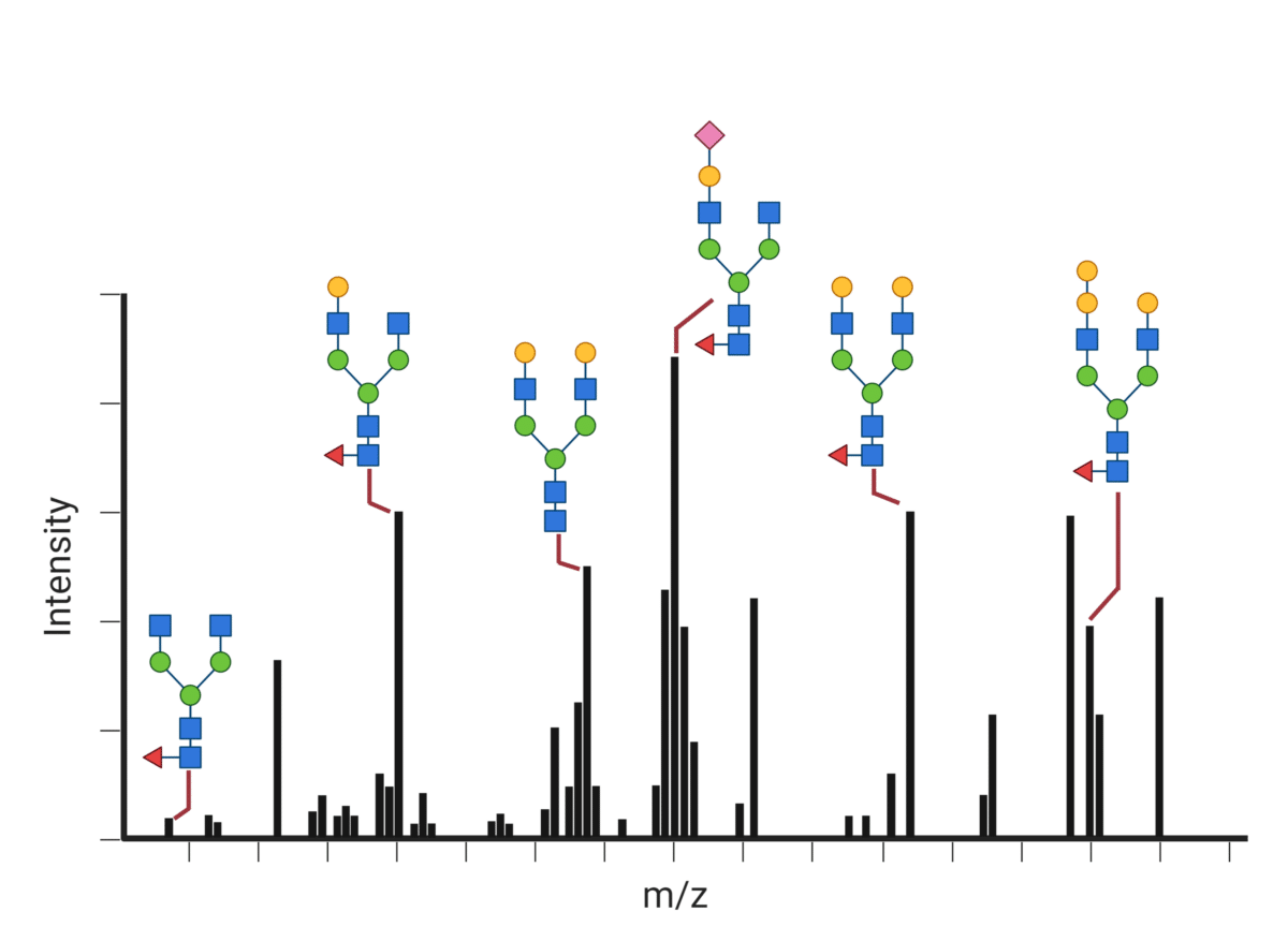 Glycan Analysis Service Via LC MS Rapid Novor Characterization