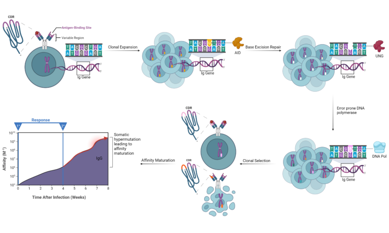 Affinity Maturation Immune System Gets Smarter Over Time