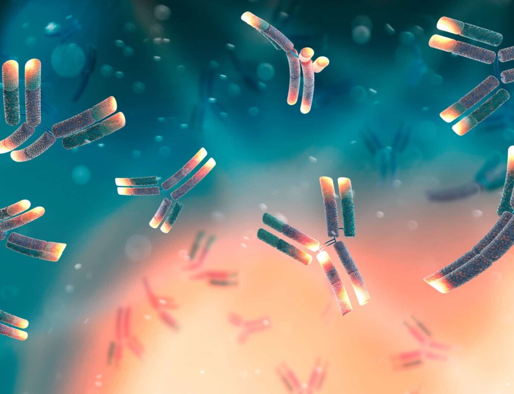 Antibody Affinity Avidity Strengths Of Single Vs Multivalent Interaction