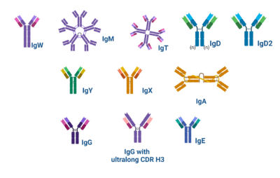 Types of Antibodies - Rapid Novor