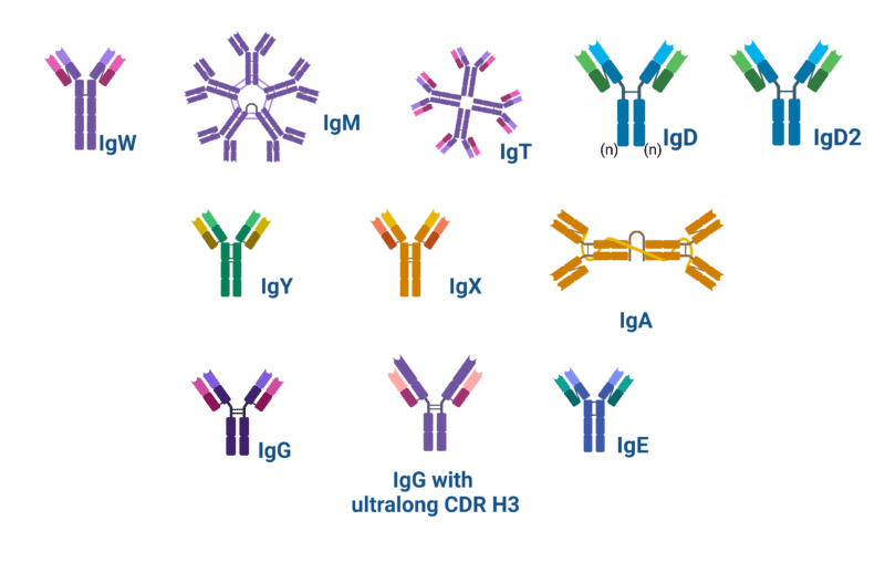 Types of Antibodies - Rapid Novor