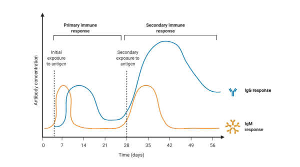 Types of Antibodies - Rapid Novor