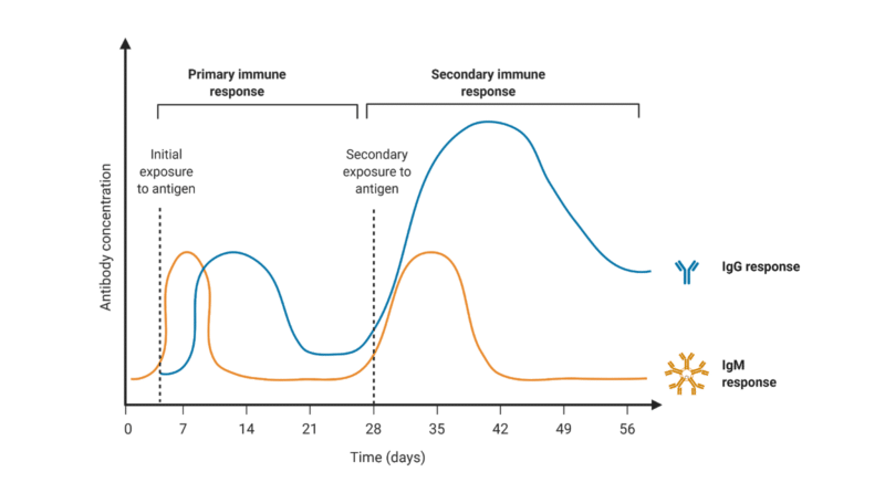 Types of Antibodies - Rapid Novor