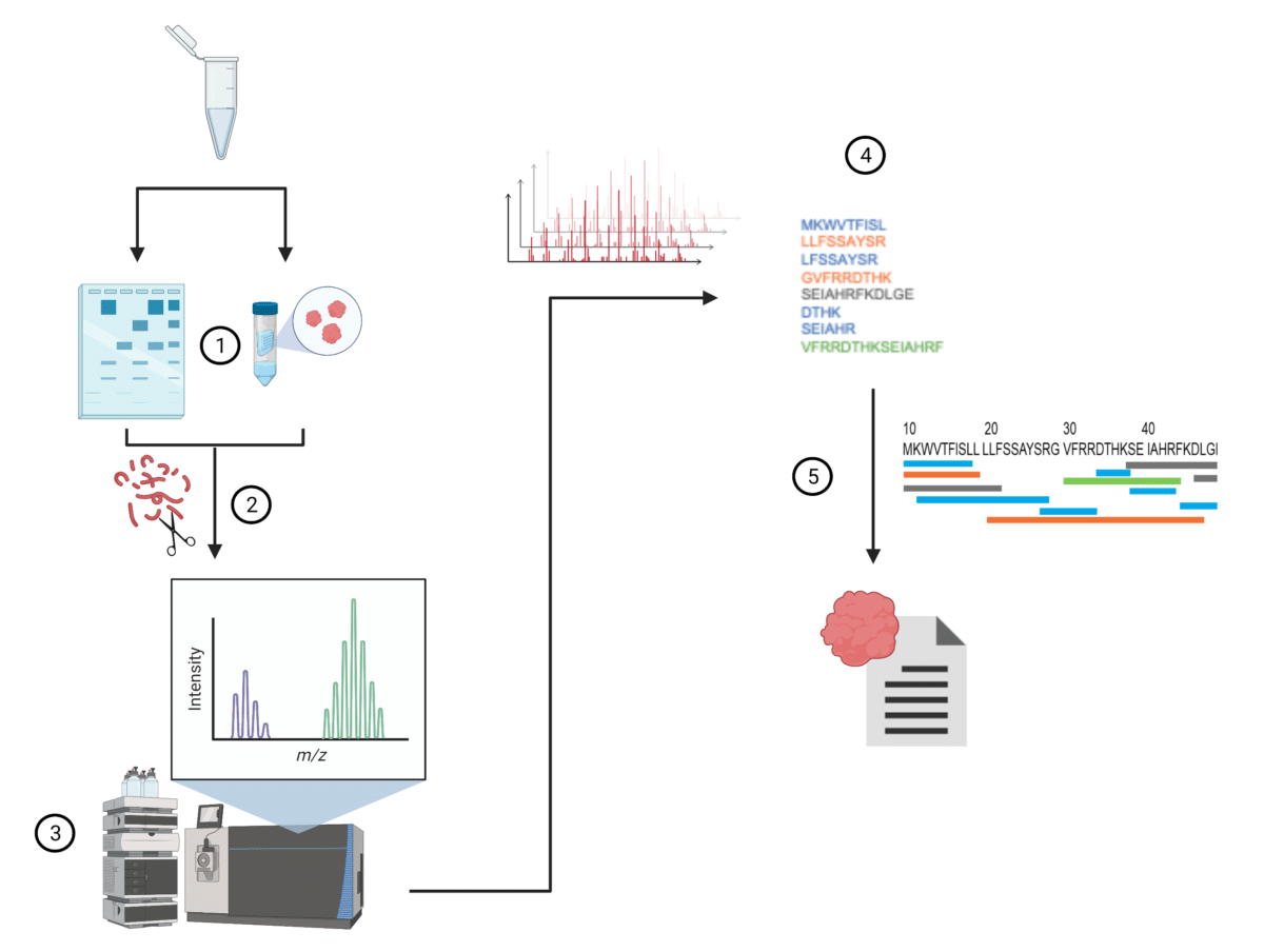 What Is The De Novo Amino Acid Sequencing Method Rapid Novor