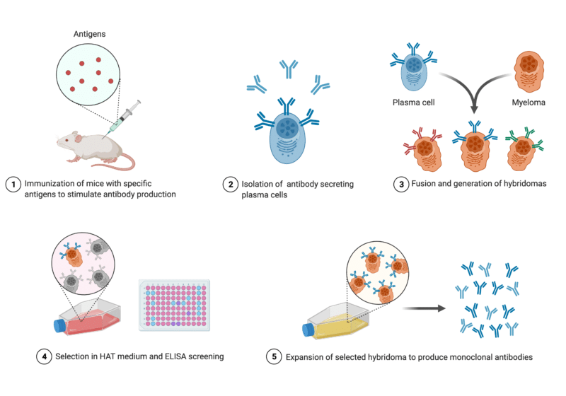 What are Monoclonal Antibodies? - Rapid Novor