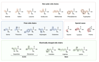 Structure of an Amino Acid - Rapid Novor