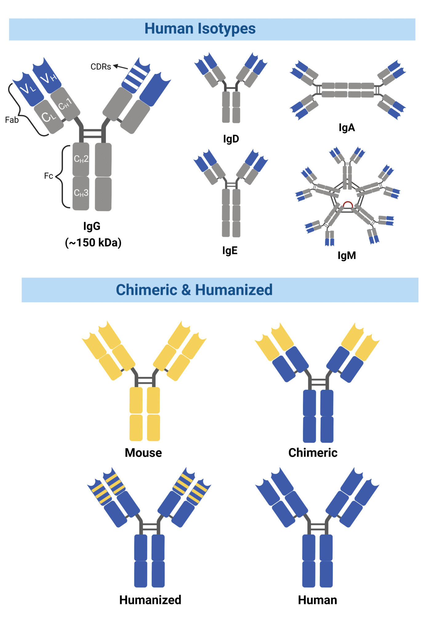 Enhanced Antibody Engineering for Development of Therapeutic Antibodies