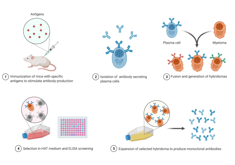 Recombinant Antibodies - New Generation Enabled By Protein Sequencing