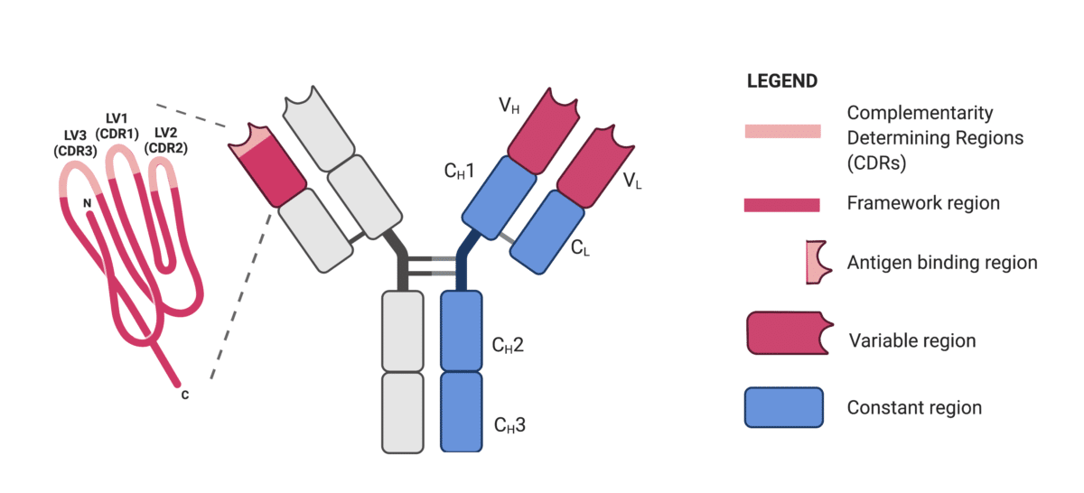 Identifying Cdrs By Antibody Sequencing Rapid Novor