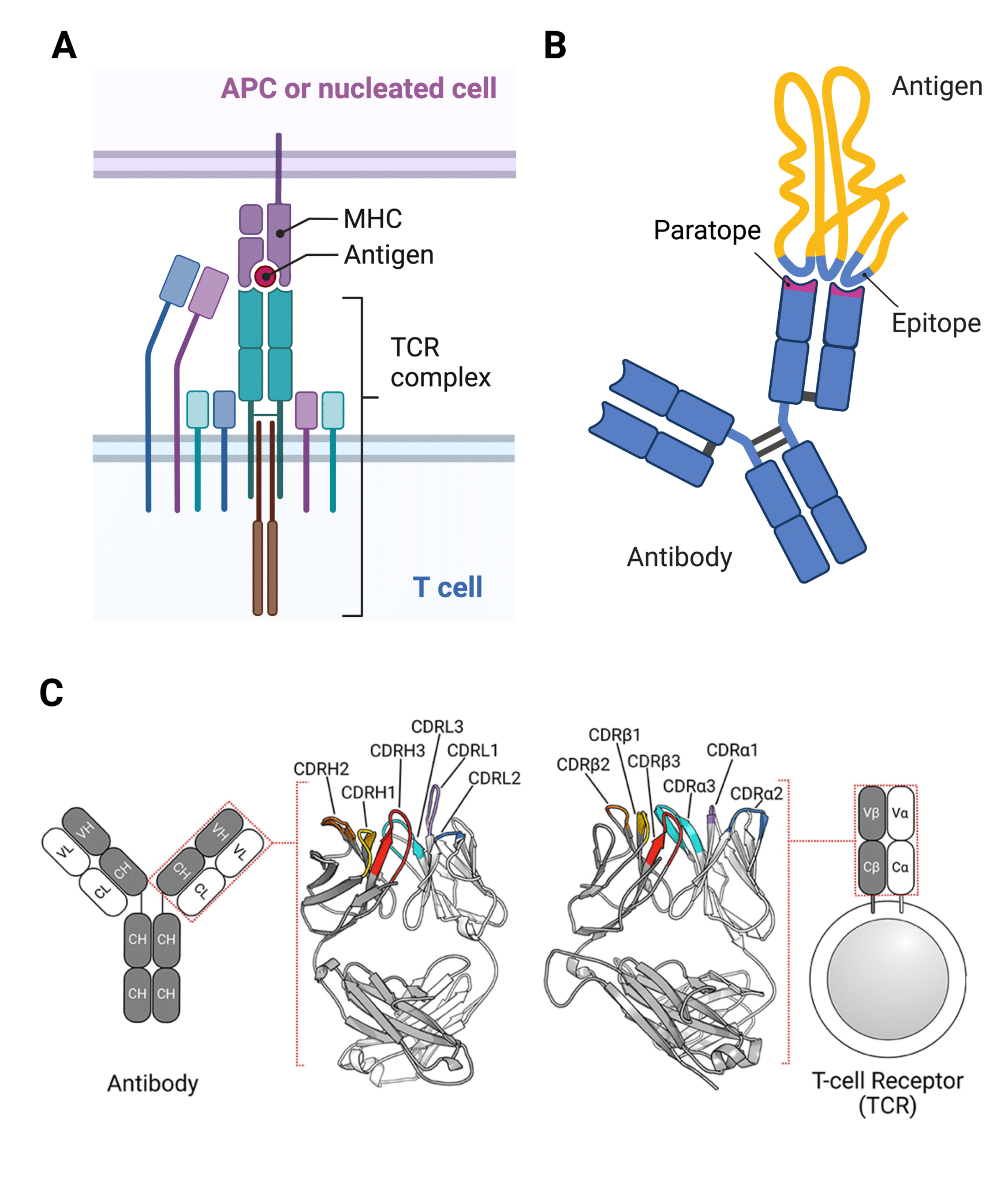 Identifying CDRs by Antibody Sequencing - Rapid Novor