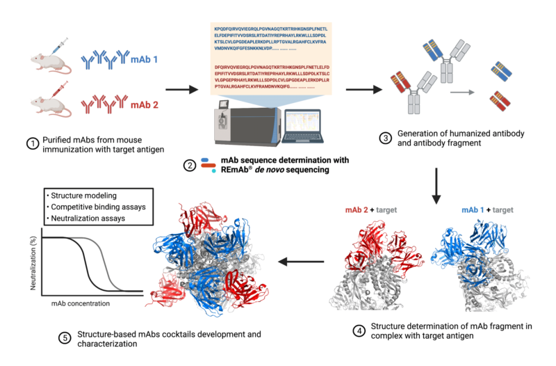 Broadly Neutralizing Antibody Cocktails Targeting Nipah Virus and ...