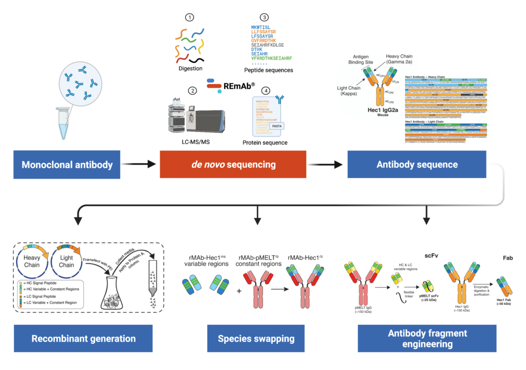 Generation And Diversification Of Recombinant Monoclonal Antibodies