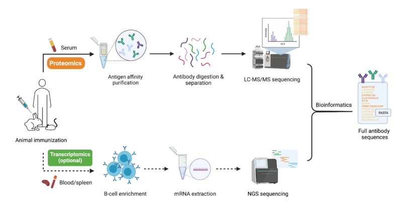 What is Polyclonal Antibody Sequencing? - Rapid Novor