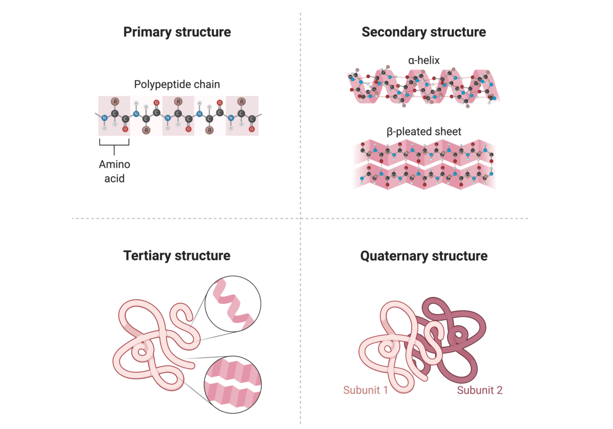 Protein Structure And How To Study It - Rapid Novor