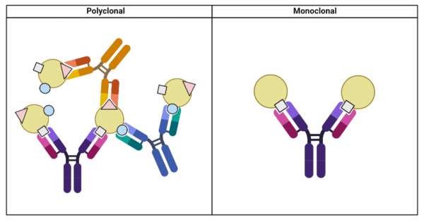 What are Polyclonal Antibodies and Their Role in Immune System