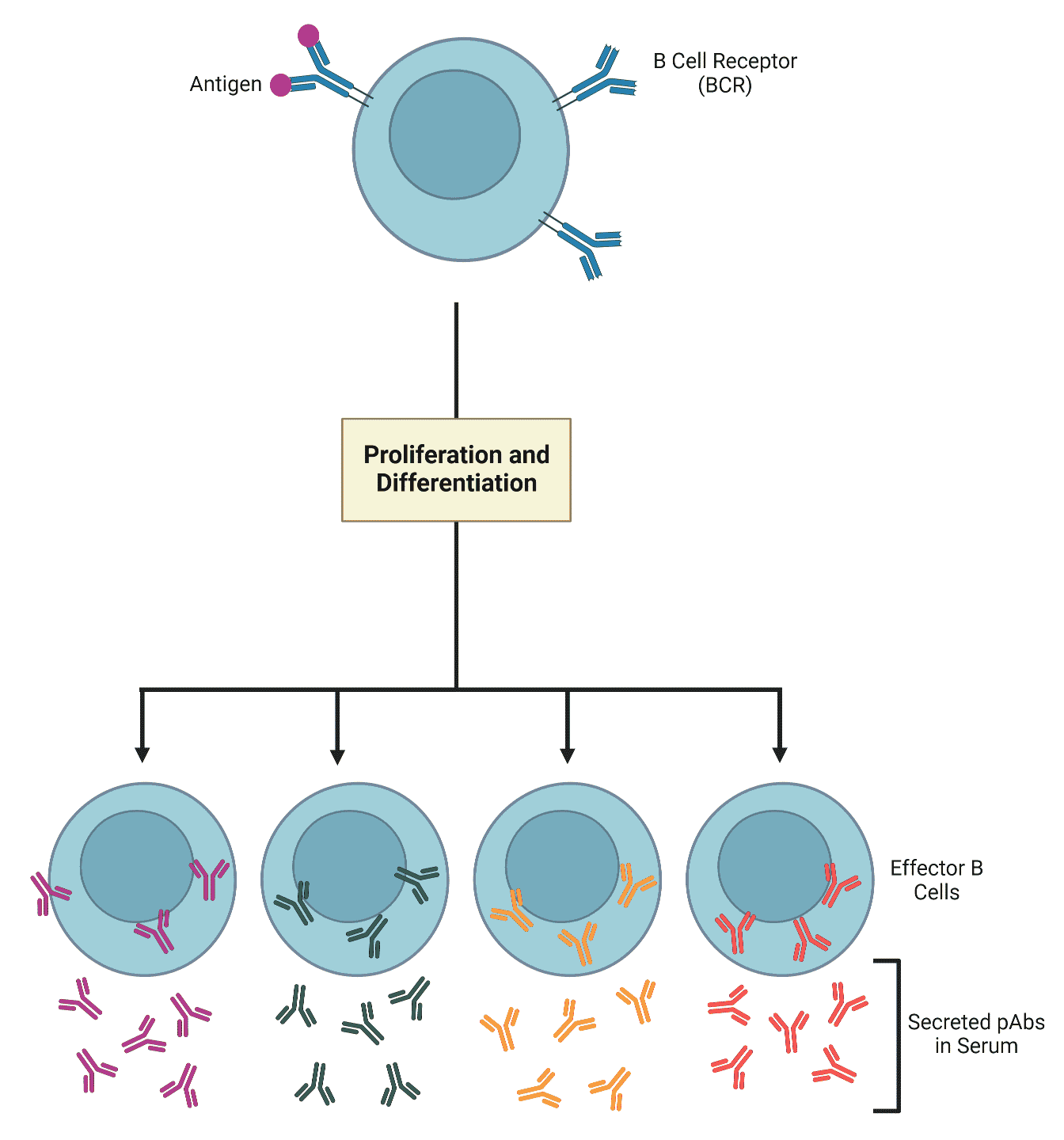 What Are Polyclonal Antibodies And Their Role In Immune System