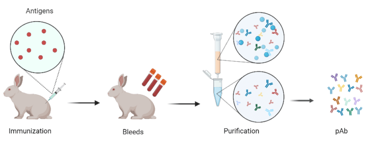 What are Polyclonal Antibodies and Their Role in Immune System