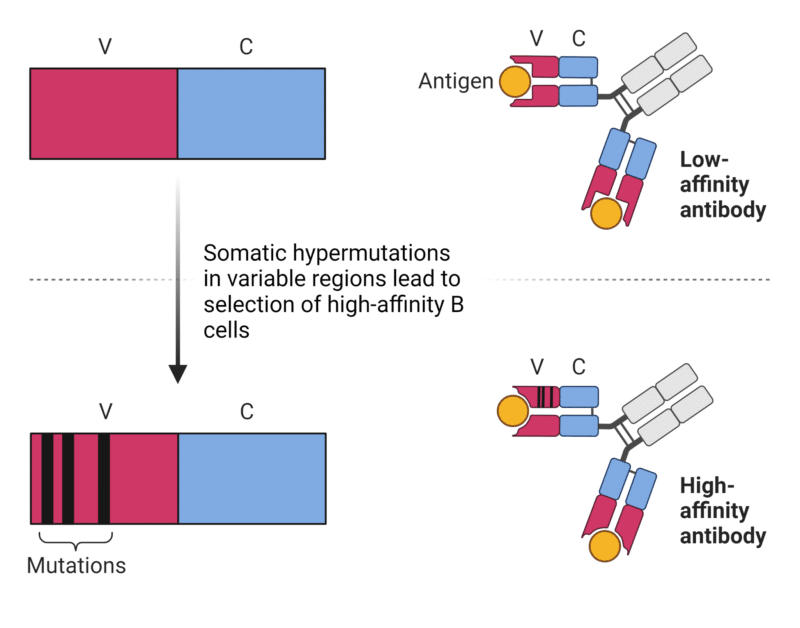 What Generates Antibody Diversity? - Rapid Novor