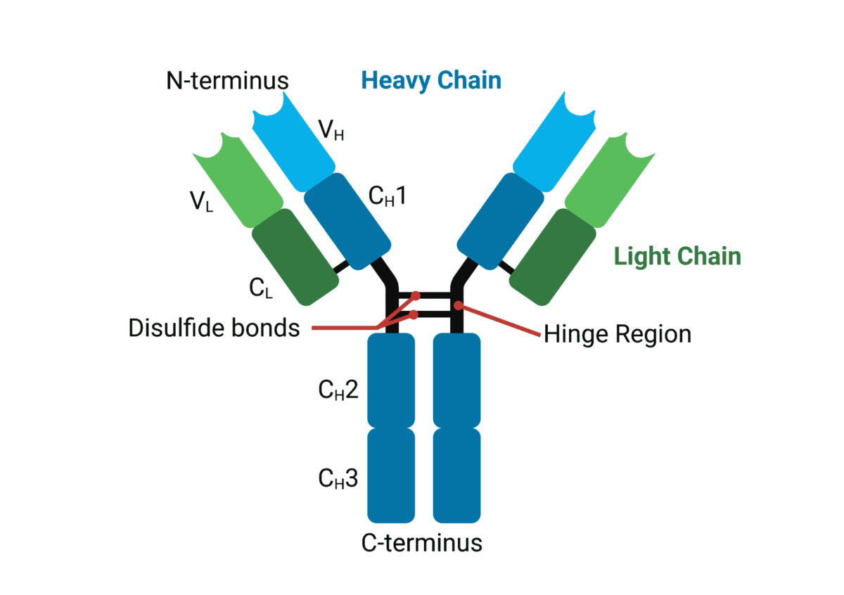 Structure And Function Of Antibodies - Rapid Novor