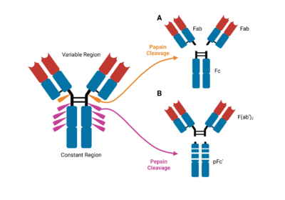 Structure And Function Of Antibodies - Rapid Novor