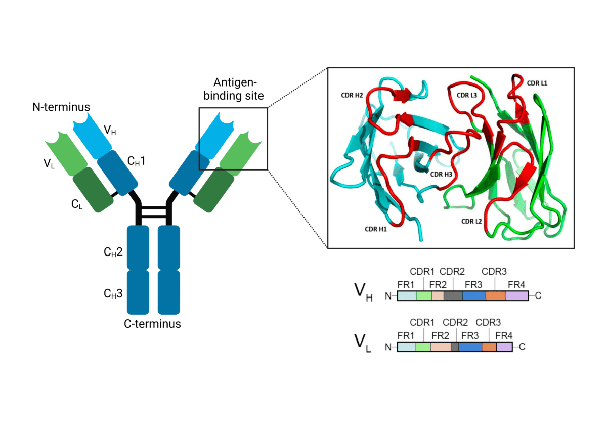 Structure and Function of Antibodies - Rapid Novor