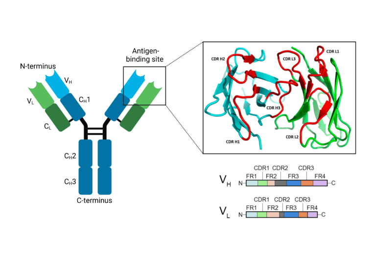 Structure And Function Of Antibodies - Rapid Novor