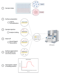 SPR Service - Antibody-Antigen Interaction Analysis