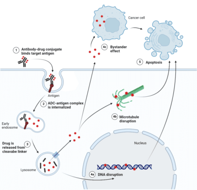 Antibody Drug Conjugates as Anti-Cancer Therapeutics