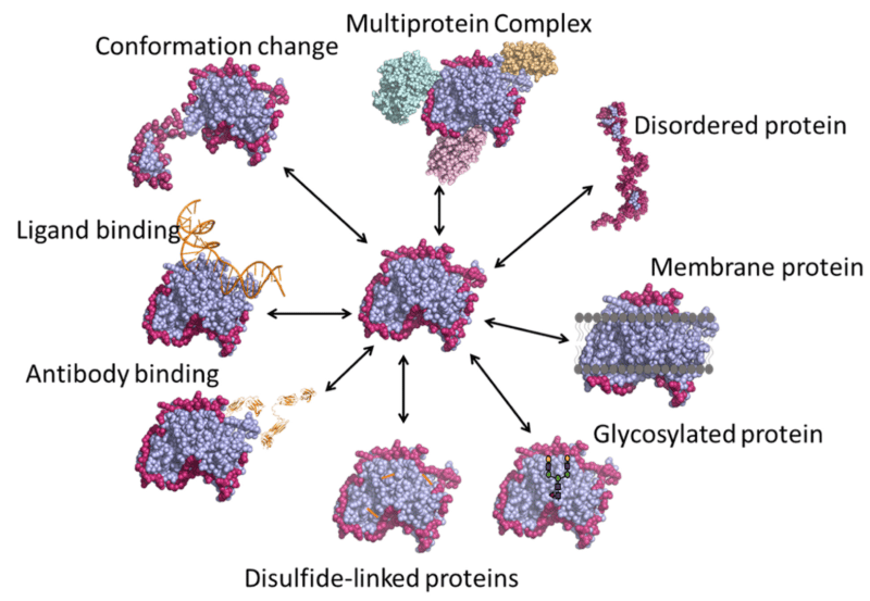 Epitope Mapping Services via HDX-MS - Rapid Novor