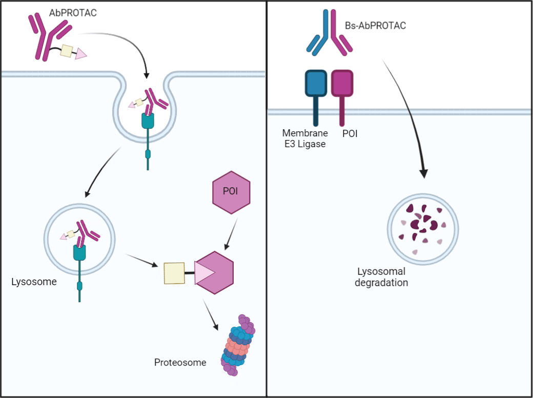 Specific Protein Degradation With Antibody Conjugated Protacs 3401