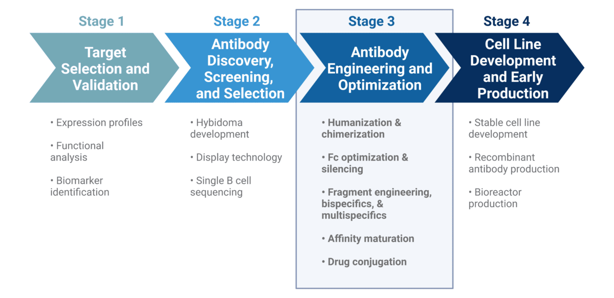 The Hunt for Novel Therapeutics Through Antibody Engineering