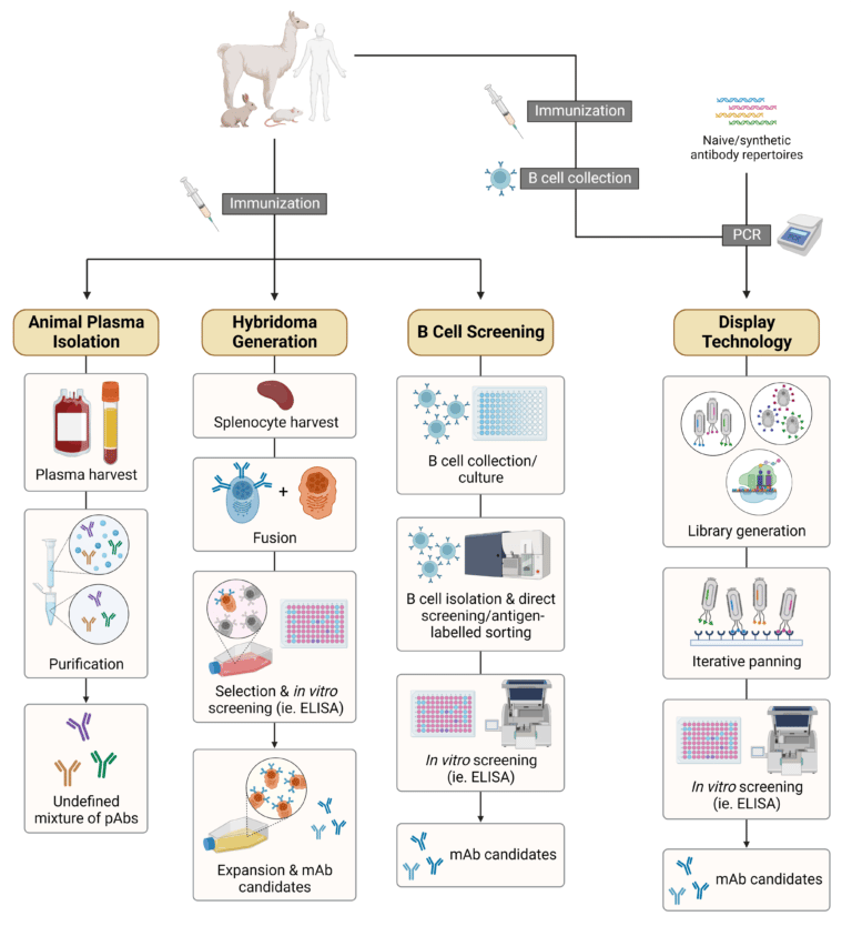 Technologies For Antibody Discovery And Generation 2023 Report 7294