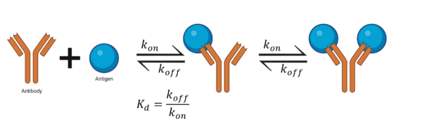 Antibody Affinity Avidity Single Vs Multivalent Interaction