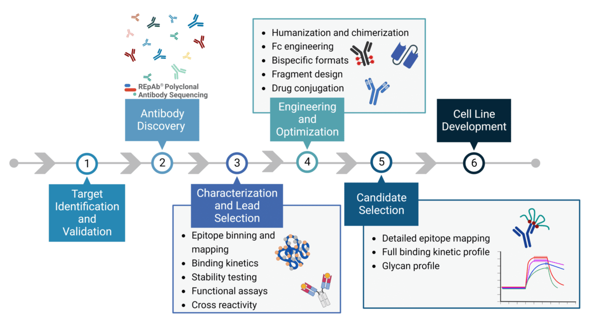 Therapeutic Antibody Discovery From Target to Candidate