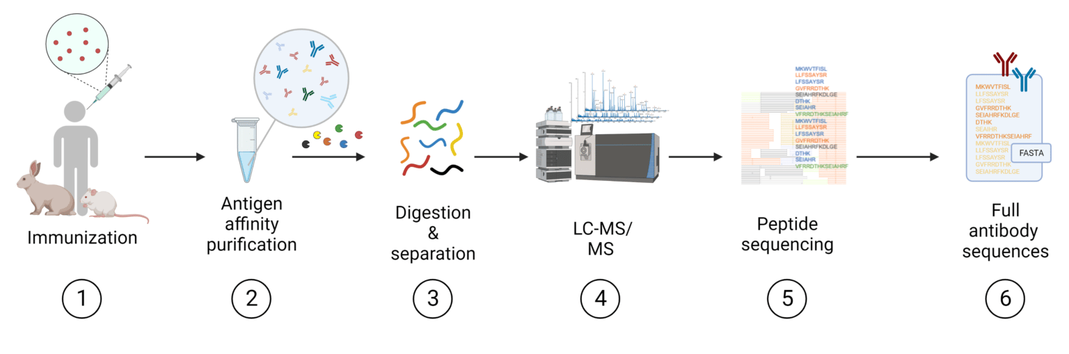 Therapeutic Antibody Discovery: From Target To Candidate