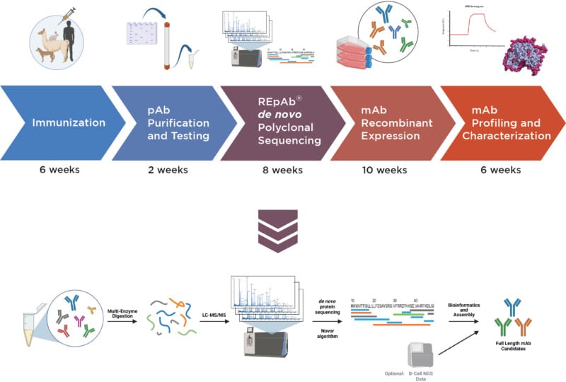 Antibody Discovery Service Via Polyclonal Antibody Sequencing