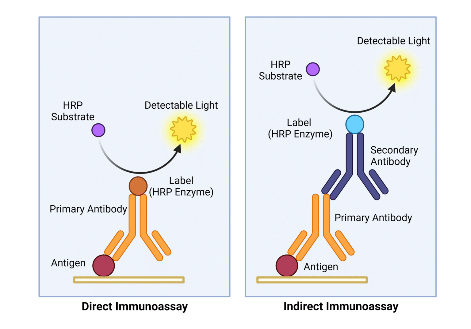 Primary and Secondary Antibodies in Immunoassays