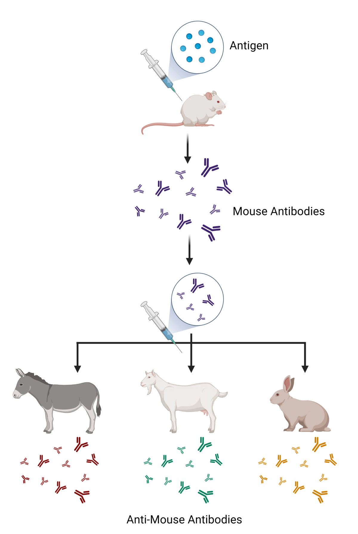 Primary and Secondary Antibodies in Immunoassays