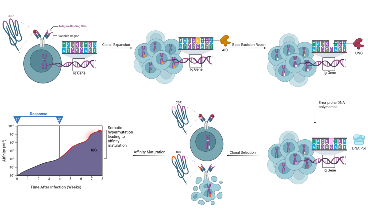 Affinity Maturation - Immune System Gets Smarter Over Time