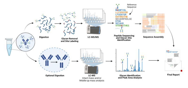 Glycan Analysis Service via LC-MS - Rapid Novor Characterization