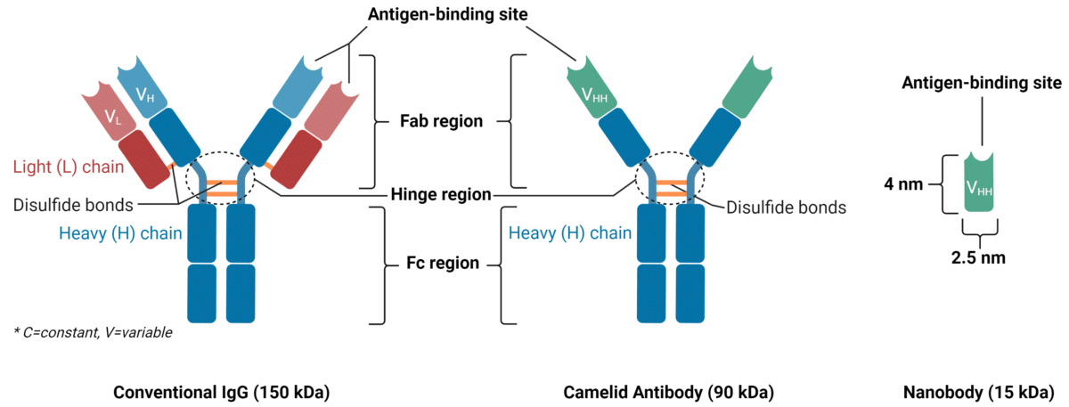 Nanobody Sequencing - Unlocking Therapeutic Potential