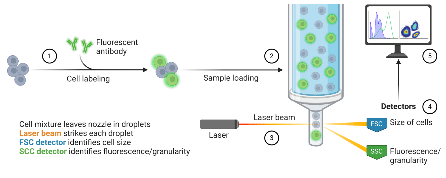 Flow Cytometry - Basics, Data Interpretation & Antibody Choice