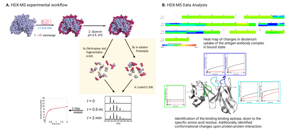Epitope mapping workflow using HDX-MS techniques