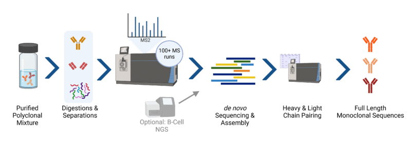 polyclonal antibody sequencing workflow through de novo protein sequencing